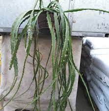 True, cacti can be difficult to garden around. Lepismium Cruciforme F Myosurum Uhlig Kakteen More Than 5 000 Different Species