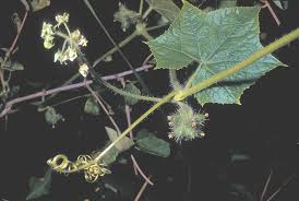 Image result for Sicyos