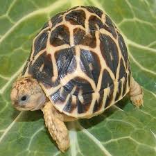 I've been searching quite a lot and can't seem to find anywhere in canada to buy a small aquatic turtle! Pin On Banglastall Com