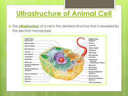 Drawing of the ultrastructure of eukaryotic cells based on electron micrographs. Chapter 1 Cell Structure Ppt Download