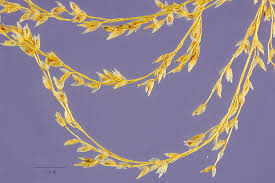 Image result for Eragrostis japonica