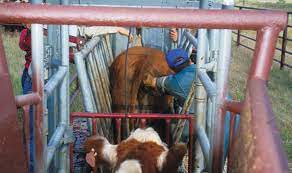 Pregnancy Checking Tips | Beef Magazine