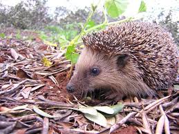 Le Herisson Au Jardin Herisson Animaux Animaux Adorables
