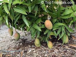 Dwarf And Condo Mangoes Easy Mangoes Q We Leave In Zone 6a Could You Tell Us What Is The List Of Diffe Fast Growing Shade Trees Mango Plant Fragrant Plant
