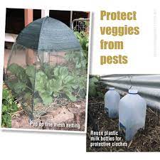 Bleeding hearts, daffodils, hyssop, and mullein are plants that can repel deer. How To Protect Vegetables From Chewing Insects About The Garden Magazine