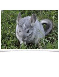 If you've had small pets before and are ready to embark on a new adventure, chinchillas might be great pets for you. Chinchilla Pet For Sale Petfinder