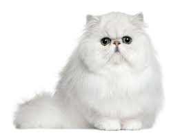 We appreciate your visit and hope you will drop by again soon and often to view new. Buy Online Persian Cat In Chennai Persian Kitten For Sale In Chennai Mummycat