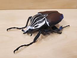 Image result for Monosis conferta