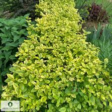 Image result for ligustrum ovalifolium
