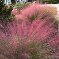 Image result for Eragrostis moggii