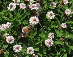 Image result for Lippia oatesii