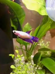 3 identifying male and female betta fish. Meet Jelly My Tiny Pink Purple Female Veiltail Bettafish