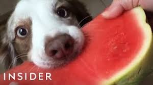 Only give them a little. Dogs Eating Watermelon Is The Latest Internet Trend Youtube