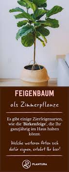 Feigenbaum Alles Was Man Zur Feige Im Garten Wissen Muss Feigenbaum Zimmerpflanzen Feigenbaum Pflanzen