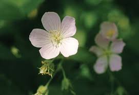 Image result for Gerrardinaceae