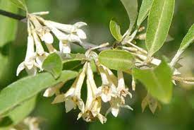 Russian olive is a beautiful shrub. Controlling Non Native Invasive Plants In Ohio S Forests Autumn Olive And Russian Olive Ohioline