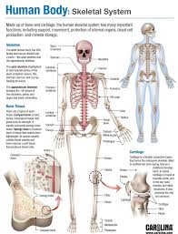 Human skeleton, the internal skeleton that serves as a framework for the body. Teaching The Skeletal System