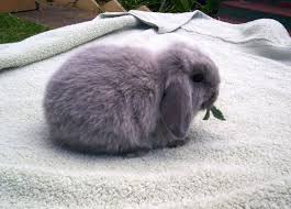 Holland lop mexia, texas, united states. Canterbury Blue Belles Rabbitry Mini Lops Home Facebook