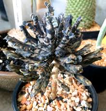 Kalanchoe Tubiflera Fa Monstrosa Cactus Y Suculentas Suculentas Plantas