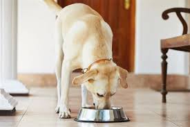 Maybe you would like to learn more about one of these? Dog Throwing Up Yellow Bile Dogappy