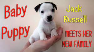 Collection by schiller • last updated 17 hours ago. New Puppy Baby Jack Russell Meets New Family Youtube