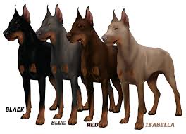 The Doberman Pinscher About The Breed By