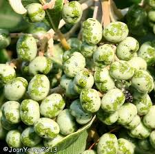 Image result for Ozoroa