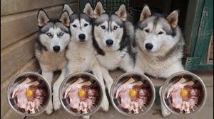 What My 4 Huskies Eat For Breakfast Raw Food Diet Life With 4 Huskies Vlog