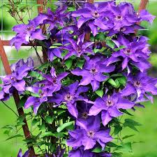 Clematis 'super night' bei schmid gartenpflanzen online bestellen. Buy Jackman S Clematis Climbing Plants From Ireland S Garden Shop