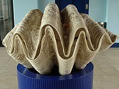 Does anyone have a giant clam shell that they're willing to trade or sell to me? Giant Clam Wikipedia