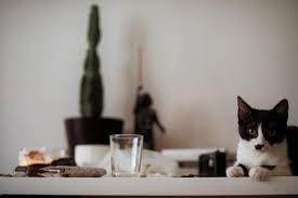 When your cat gets off the counter to go after the reward, then give them some positive reinforcement in the form of love and nice words in a pleasant tone. 5 Ways To Prevent Cats From Jumping On Counters Argos Pet Insurance