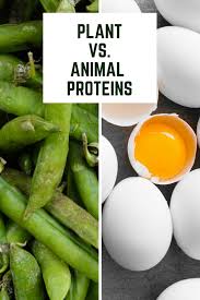 It starts off with just. Plant Vs Animal Proteins Which Is Better For Fueling Your Body Nutrition Protein Vegan Paleo Diet Animal Protein Protein Egg Nutrition