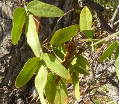 Image result for Rhoicissus revoilii