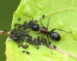 We did not find results for: The Ant Aphid Connection Colonial Pest Control