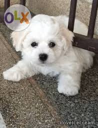 Black Bichon Frise Puppy For Sale Champion Line Bichon Frise Puppies For Sale Philippines 72610402 Bichon Frise Puppy Bichon Frise Baby Animals