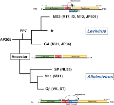The Positive Sense Single Stranded RNA Viruses