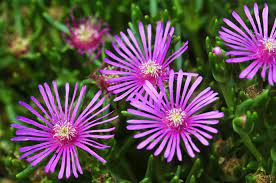 All of them except snowdrop and winter squash are either slowing plants or immobilizing plants. Ice Plant Care Growing Guide