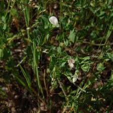 Image result for Lotus namulensis