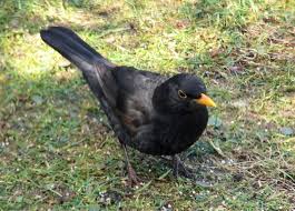 Birds Of Scotland Blackbird Black Bird Animals Birds