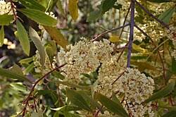 Image result for Allocassine laurifolia