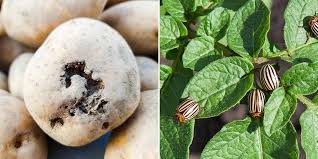 Manage weed, insect, and disease pests. Crop Rotation For Breaking Disease Cycles Salisbury Greenhouse