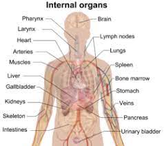 Extending across the anterior surface of the body from the superior border of the pelvis to the inferior border of the ribcage are the muscles of the abdominal wall, including the transverse and rectus abdominis and the internal and external obliques. Organ Biology Wikipedia
