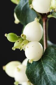 Check spelling or type a new query. Symphoricarpos Alb Magical Lemon Lime Kolmaleli Kolster Bv Magical Plants Flowers