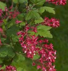 Ribes Sanguineum Pulborough Scarlet Vervoros Ribiszke Native Plant Landscape Plants Native Plants