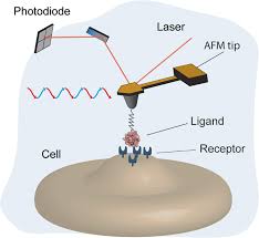 Check spelling or type a new query. Probing Ligand Receptor Bonds In Physiologically Relevant Conditions Using Afm Springerlink