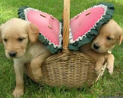Responsibly bred for health,temperament and characteristics of the breed … location: Akc Golden Retriever Puppies Price 450 For Sale In Bemidji Minnesota Best Pets Online
