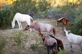 Where To See The Wild Horses Of Salt River Arizona Outdoor Families Magazine