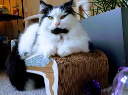 We did not find results for: Vets Issue Poison Warning After Cat Nearly Dies From Eating Daffodil Vets Now