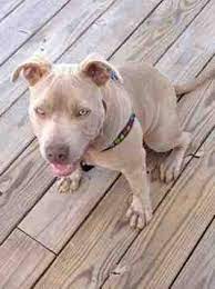 Blue Nose Fawn Pitbull Information Thick Dog Collars For Sale