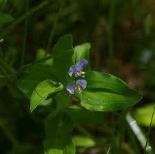 Image result for Commelina latifolia